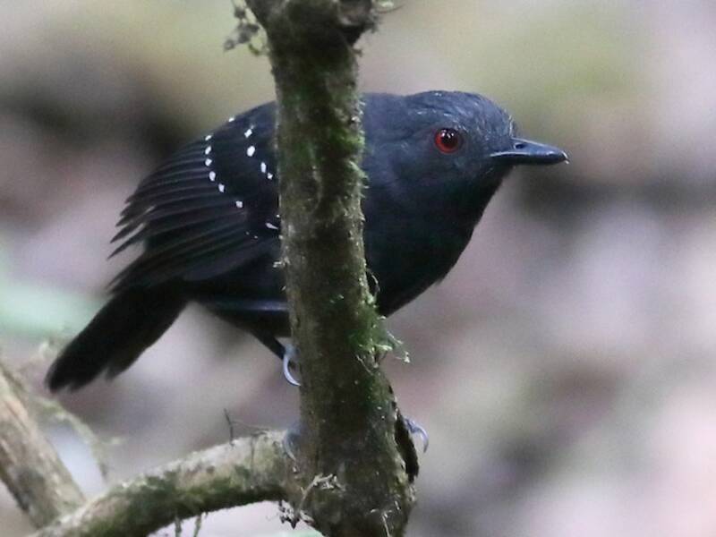 Esmeraldas Antbird, Photos 2