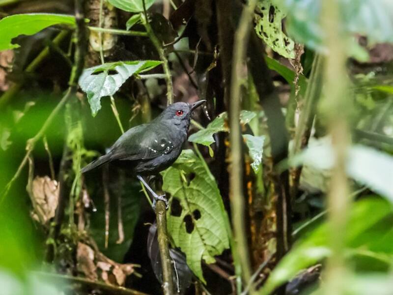 Esmeraldas Antbird, Photos 4