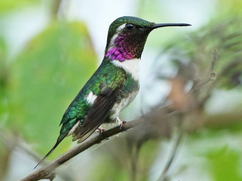 Colibrì stellato di Esmeraldas, Foto 4