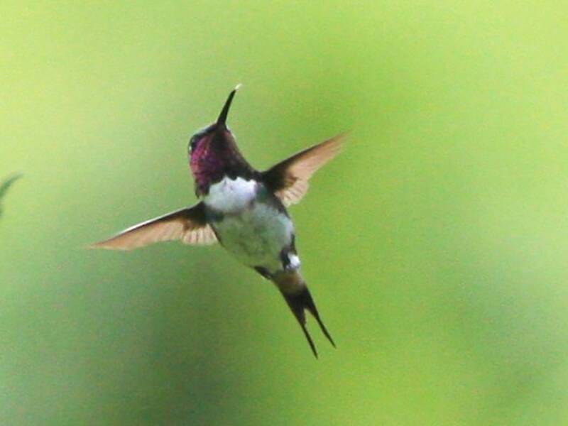 Colibrì stellato di Esmeraldas, Foto 3