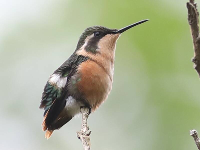 Colibrì stellato di Esmeraldas, Foto 2