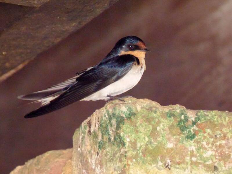 Rondine etiope, Foto 4