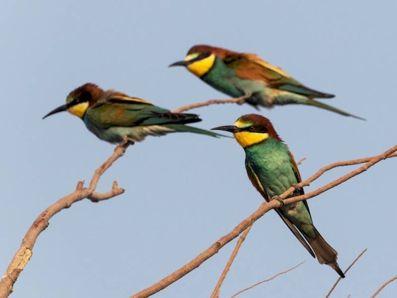 European Bee-eater