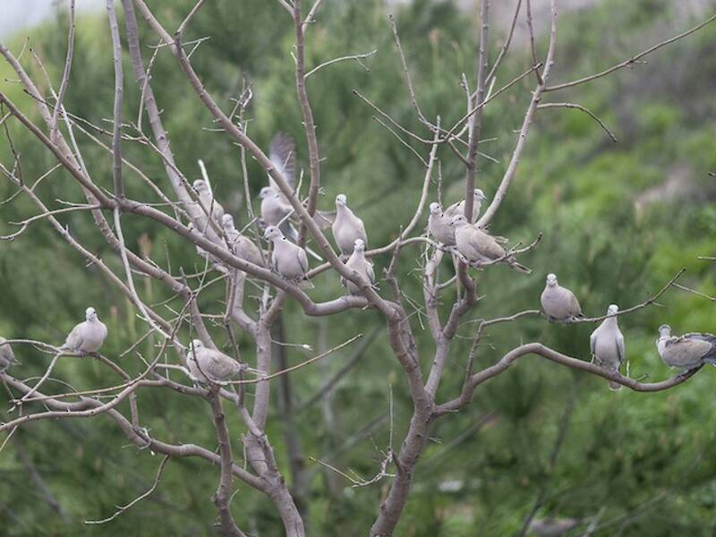 Eurasian Collared-Dove (Streptopelia decaocto)