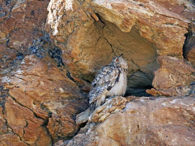 Eurasian Eagle-Owl (Bubo bubo)