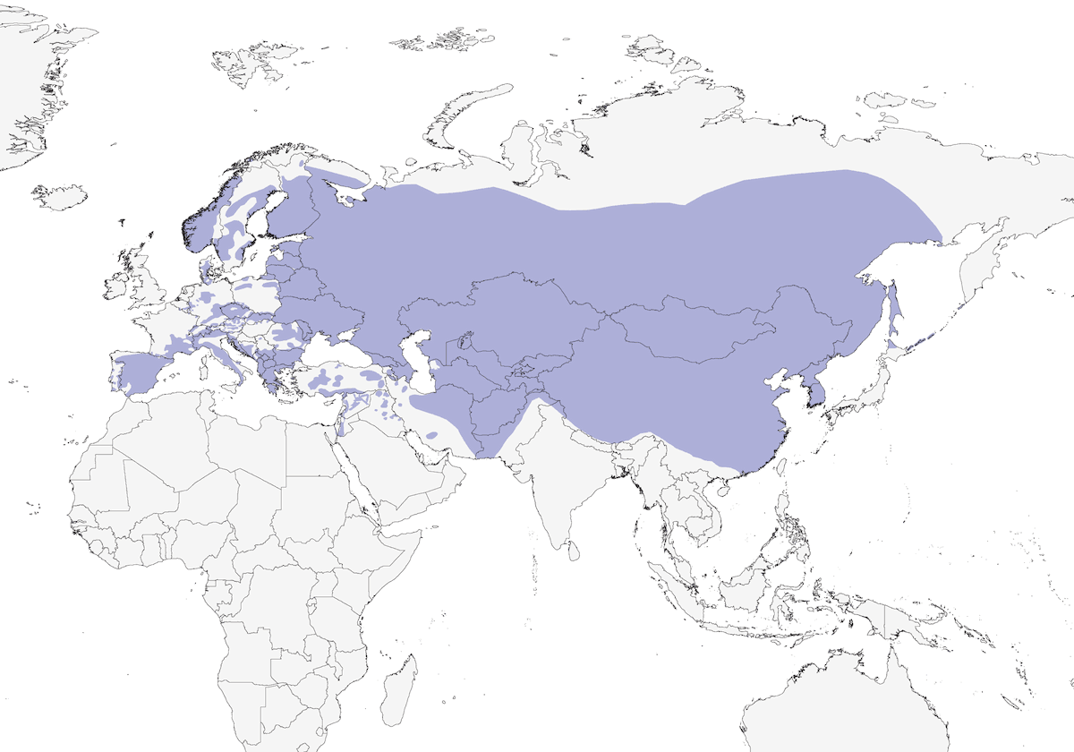 Grand-duc d'Europe, Distribution 1
