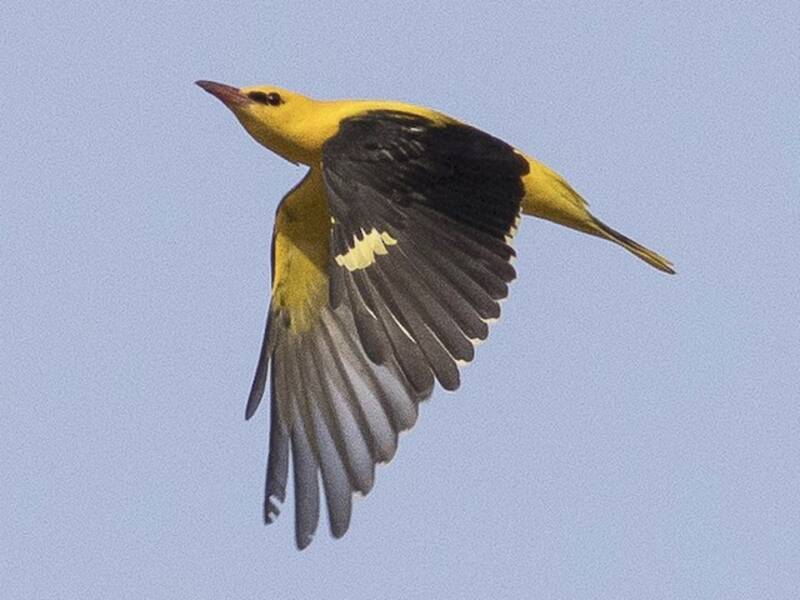 Eurasian Golden Oriole, Photos 4