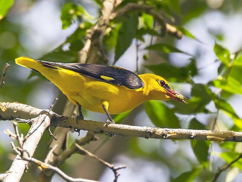 Eurasian Golden Oriole, Photos 3