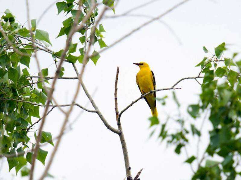 Eurasian Golden Oriole, Photos 2