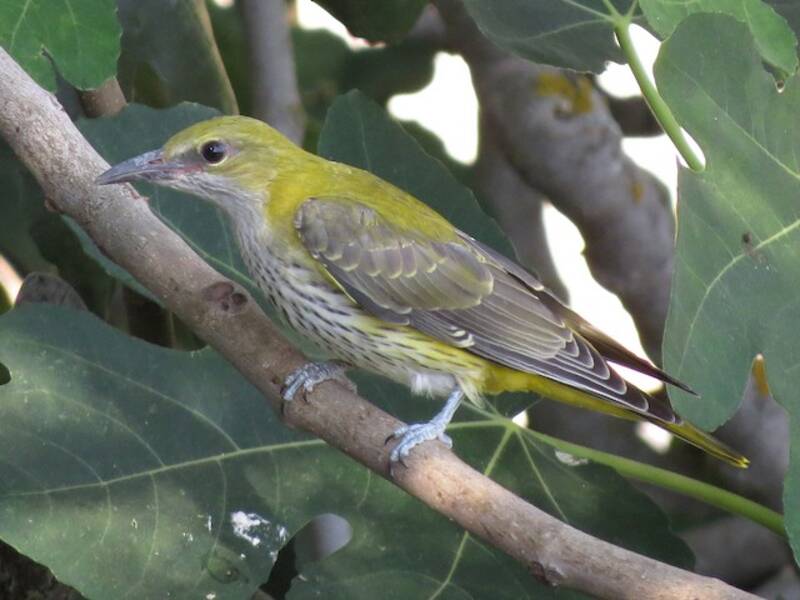 Eurasian Golden Oriole (Oriolus oriolus)