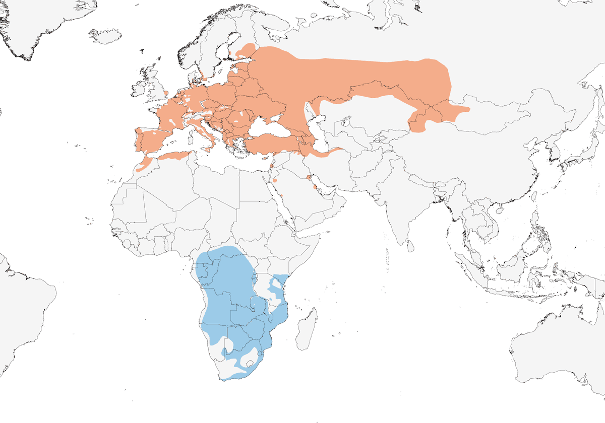 Eurasian Golden Oriole, Distribution 1