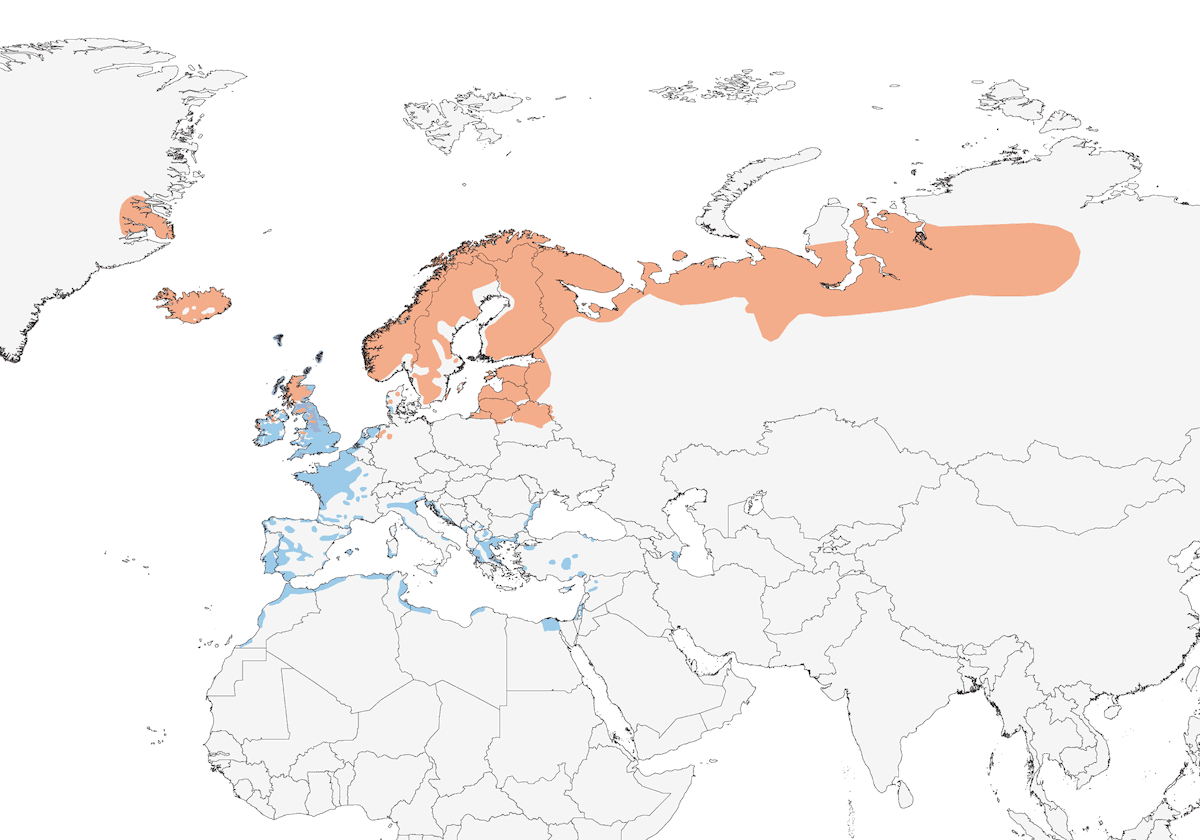 Piviere dorato europeo, Distribuzione 1