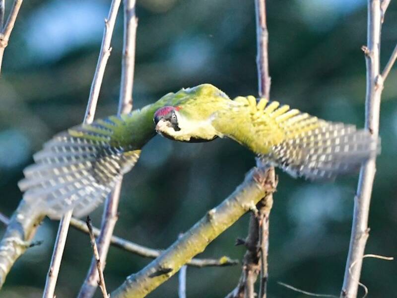 Eurasian Green Woodpecker (Picus viridis)