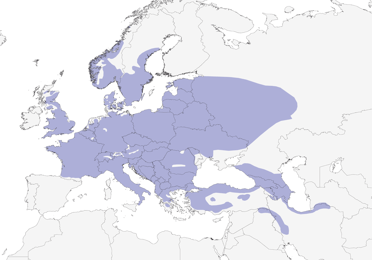 Picchio verde, Distribuzione 1