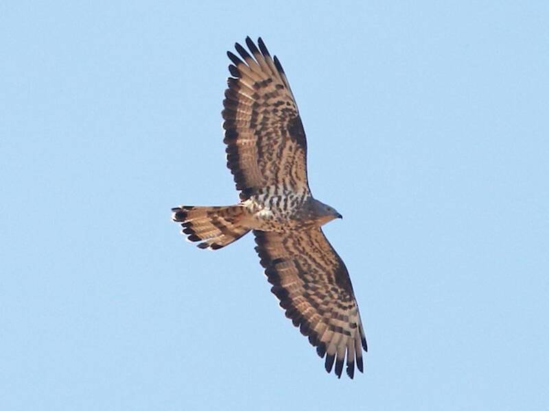 Falco pecchiaiolo