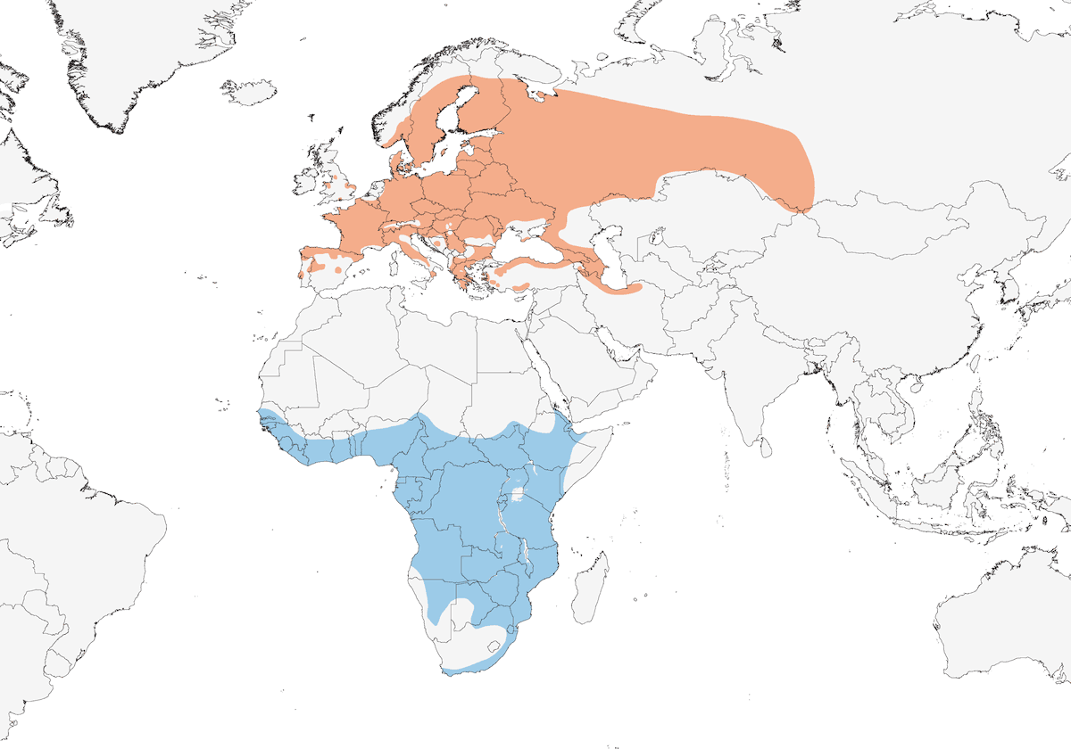 Bondrée apivore, Distribution 1
