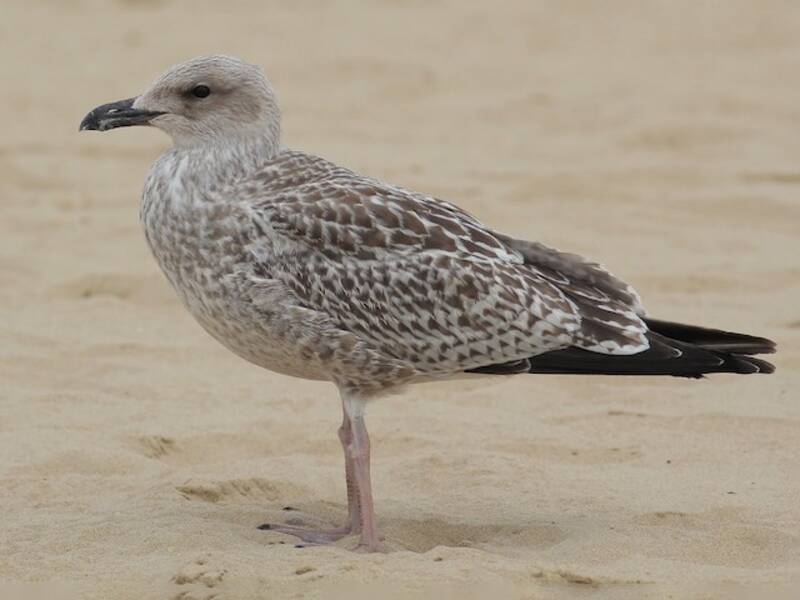 Gaviota Argéntea Europea, Fotos 2