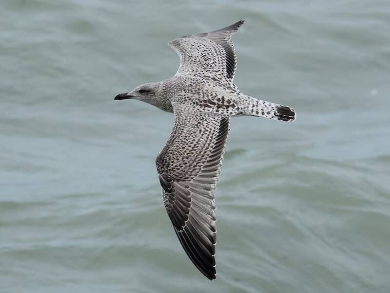 Gaviota Argéntea Europea