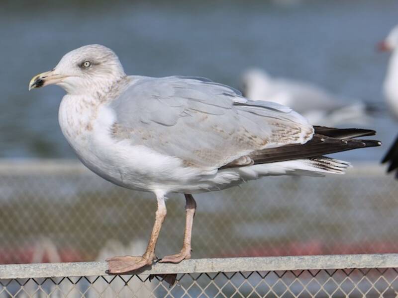 Gaviota Argéntea Europea, Fotos 4
