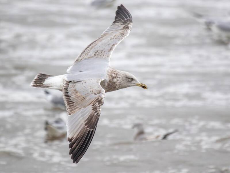 Gaviota Argéntea Europea, Fotos 3
