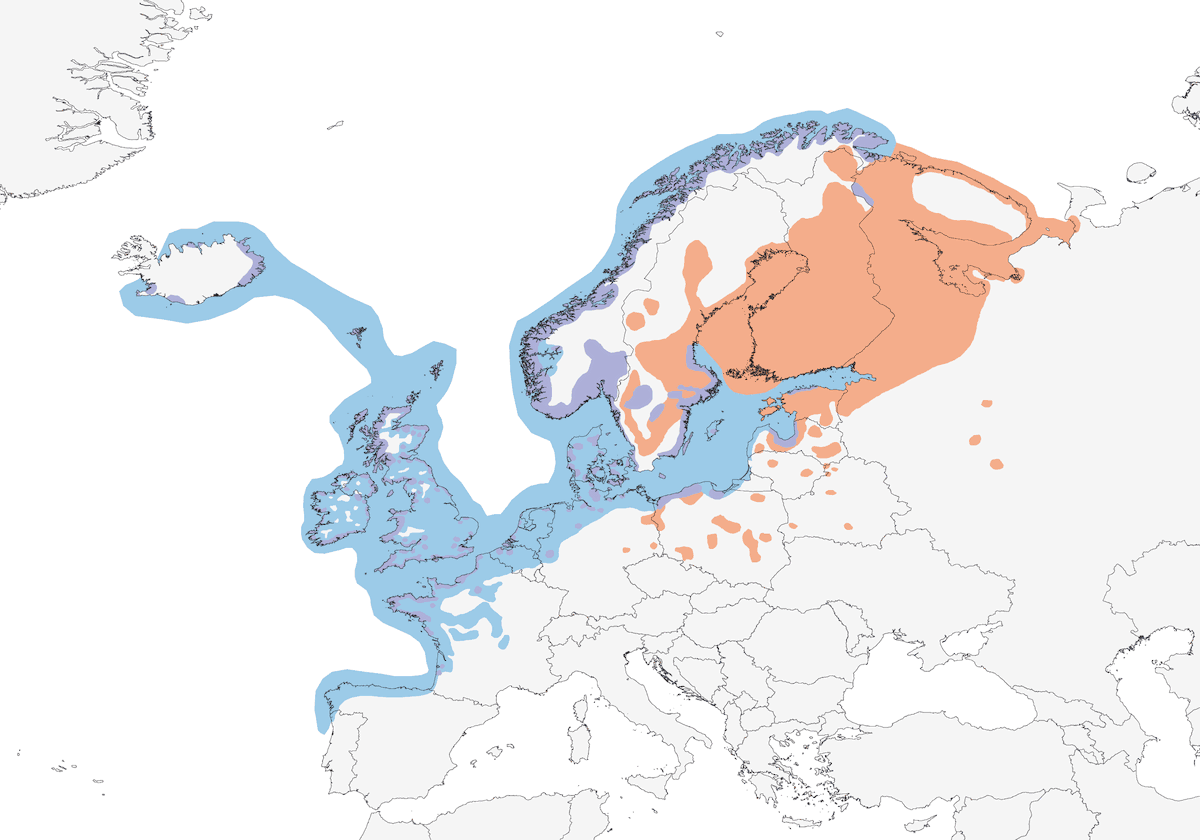 Gaviota Argéntea Europea, Distribución 1