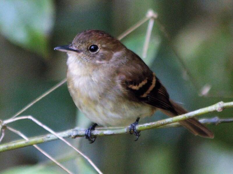 Euler's Flycatcher, Photos 3