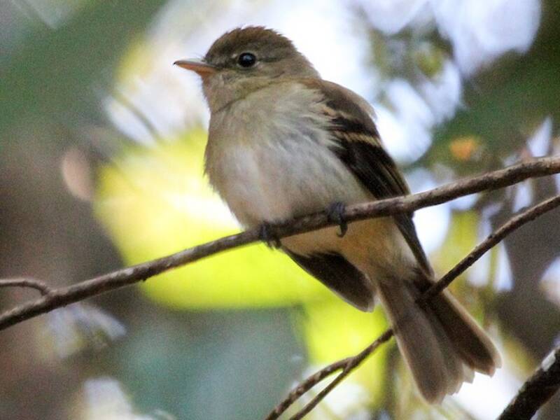 Euler's Flycatcher, Photos 2