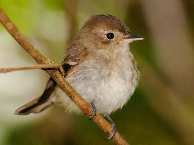 Euler's Flycatcher, Photos 4
