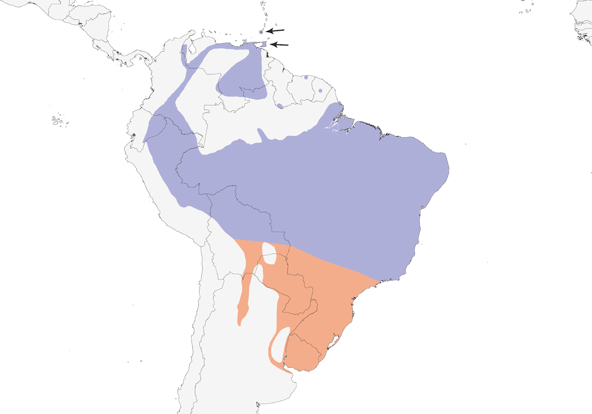 Euler's Flycatcher, Distribution 1