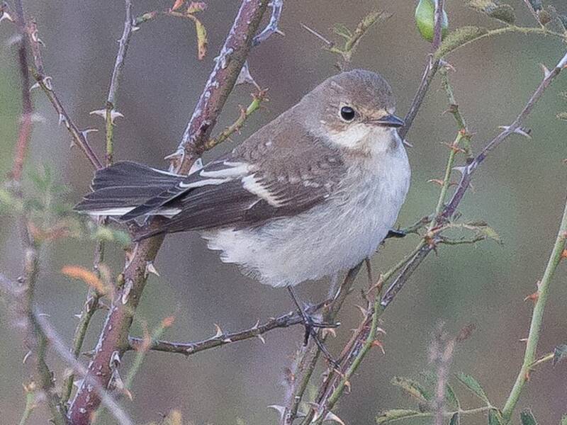 Papamoscas cerrojillo
