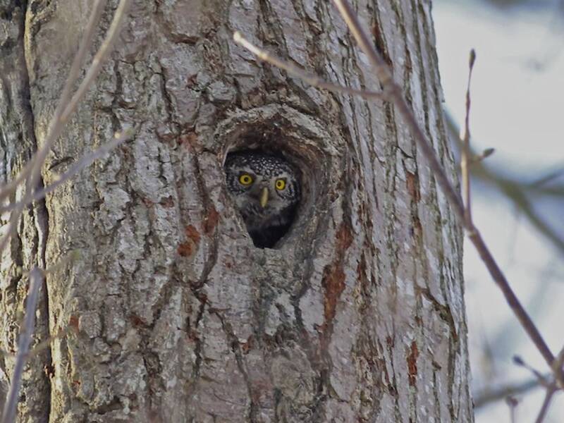 Eurasian Pygmy-Owl, 照片 2