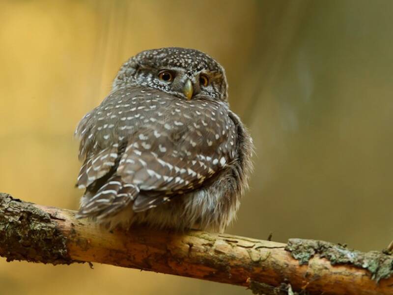 Eurasian Pygmy-Owl, 照片 4