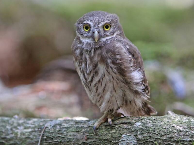 Eurasian Pygmy-Owl, 照片 3
