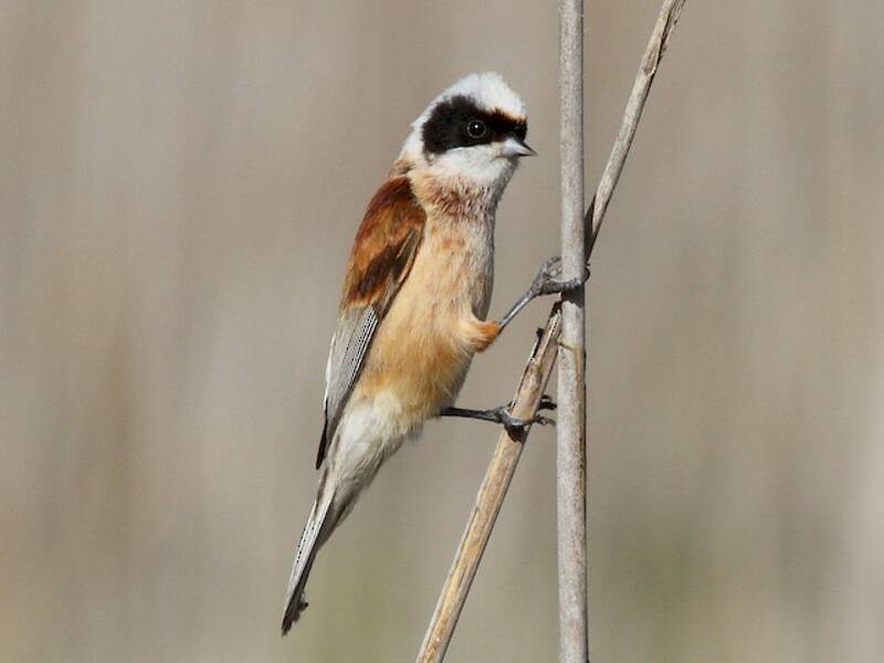 Eurasian Penduline-Tit, Photos 2