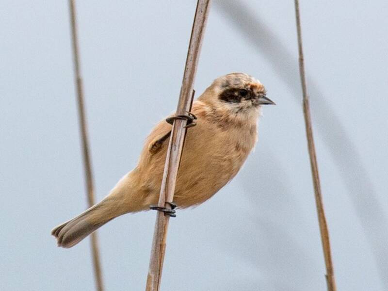 Eurasian Penduline-Tit, Photos 3
