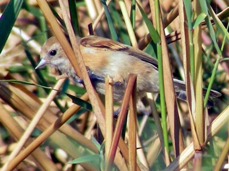 Eurasian Penduline-Tit, Photos 4