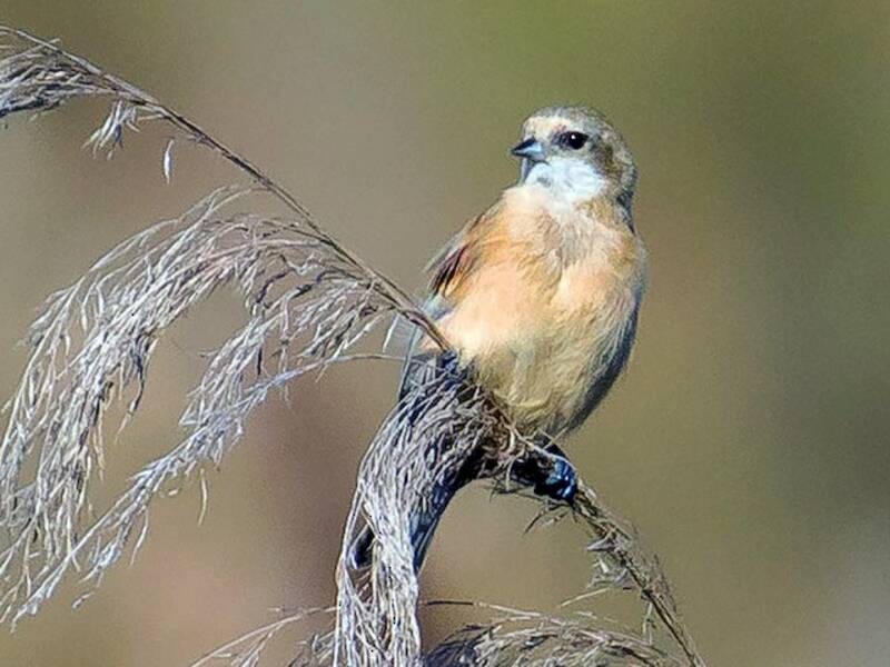 Rémiz penduline