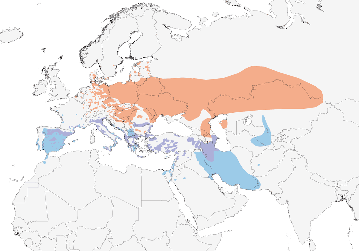 Eurasian Penduline-Tit, Distribution 1