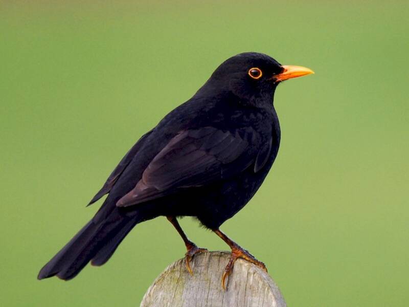 Eurasian Blackbird, Photos 2