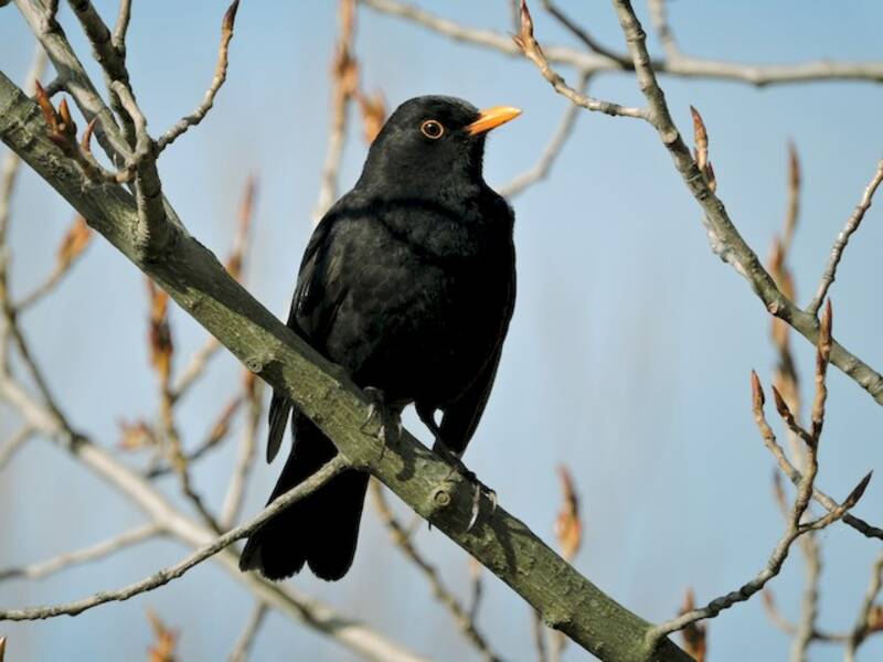 Eurasian Blackbird, Photos 3