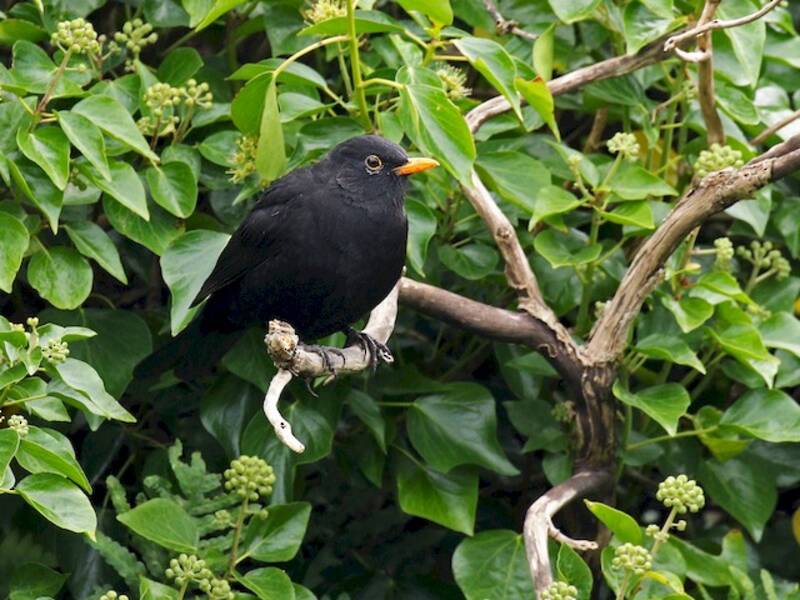 Eurasian Blackbird, Photos 4