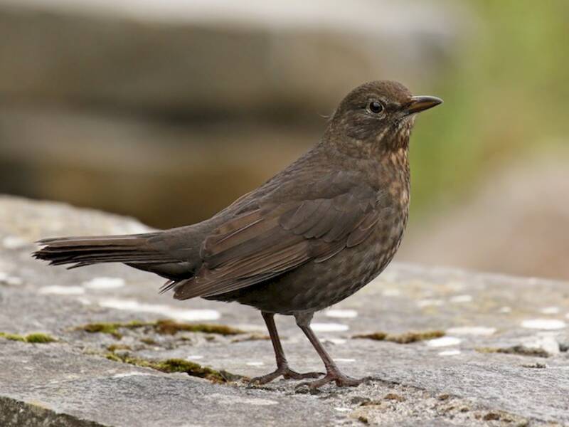 Eurasian Blackbird (Turdus merula)