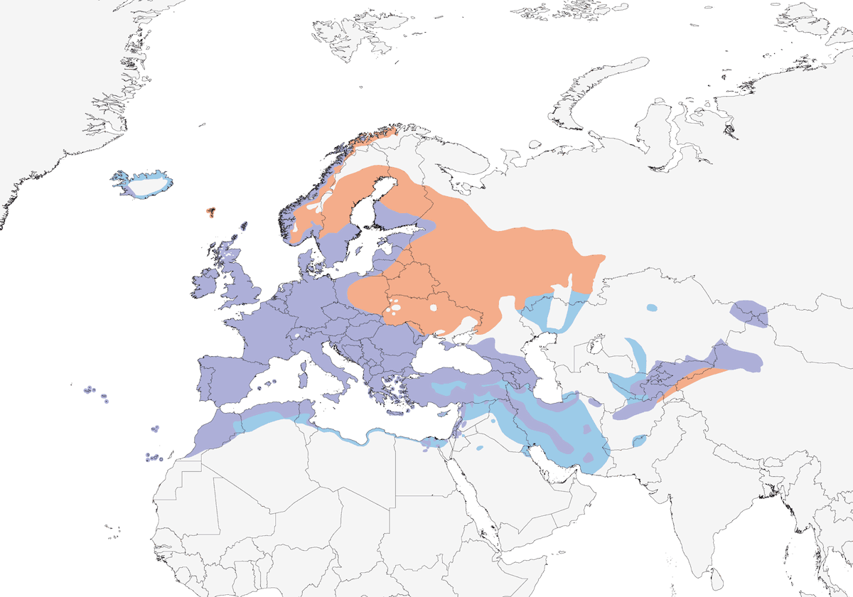 Eurasian Blackbird, Distribution 1