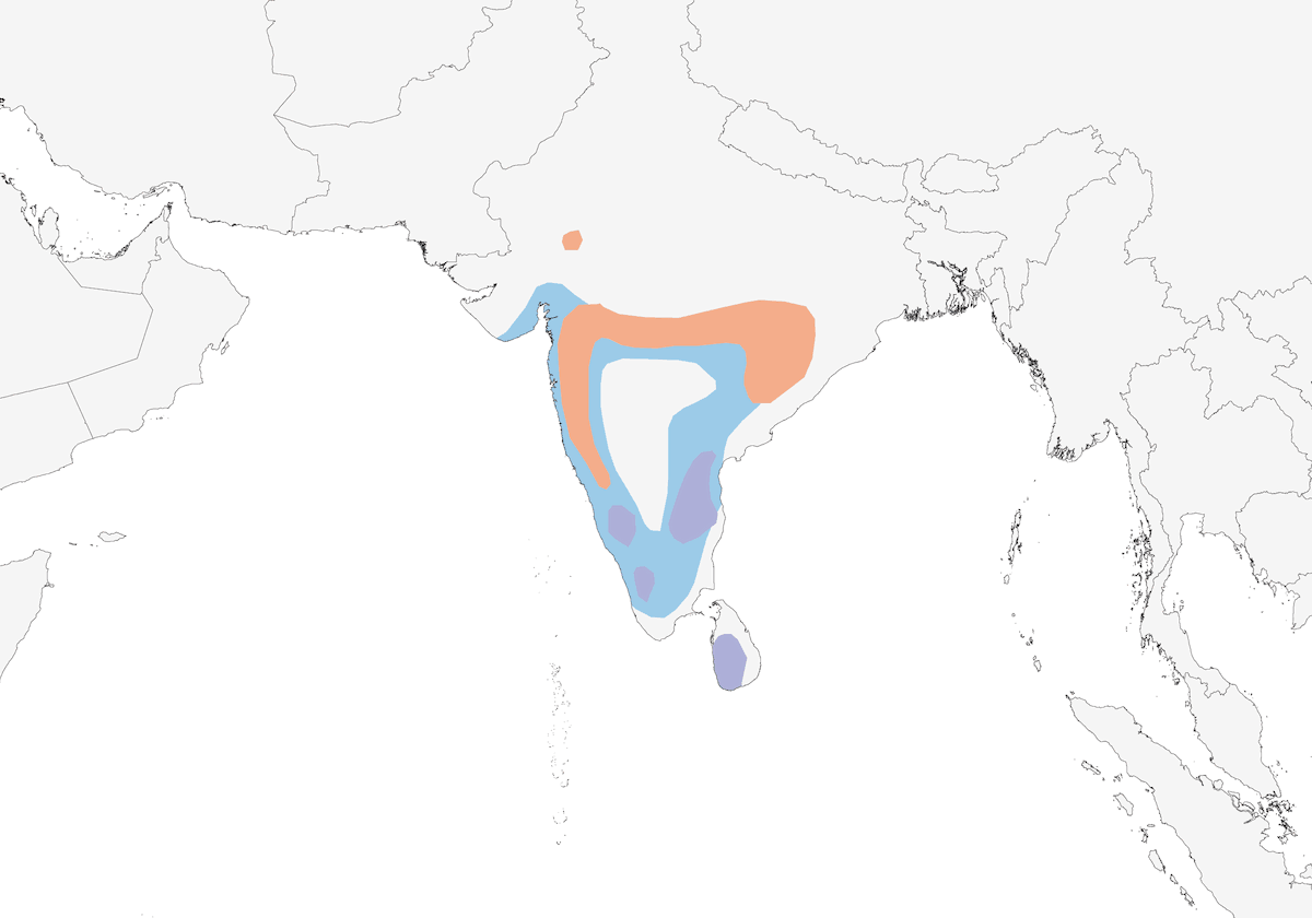Merle de l'Inde, Distribution 1