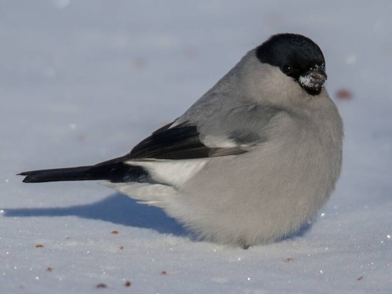 Eurasian Bullfinch, 照片 2