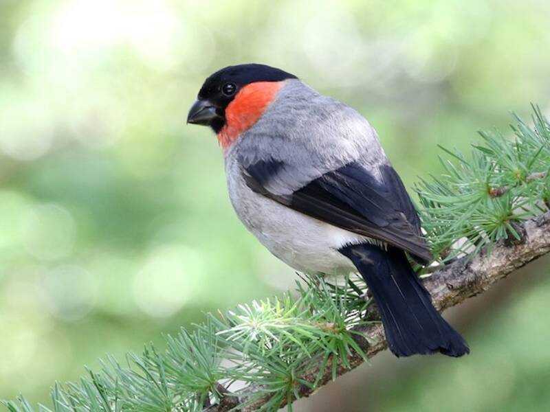 Eurasian Bullfinch, 照片 3