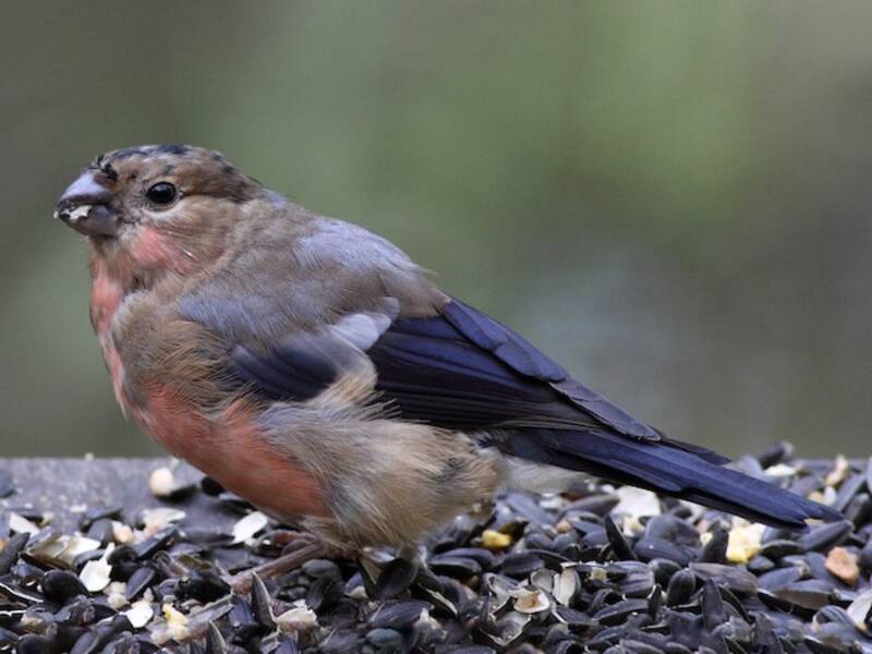Eurasian Bullfinch, 照片 4