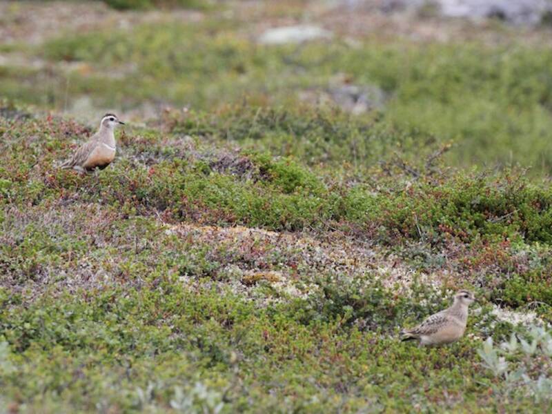 Eurasian Dotterel, Photos 4
