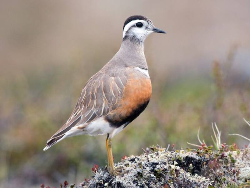 Eurasian Dotterel