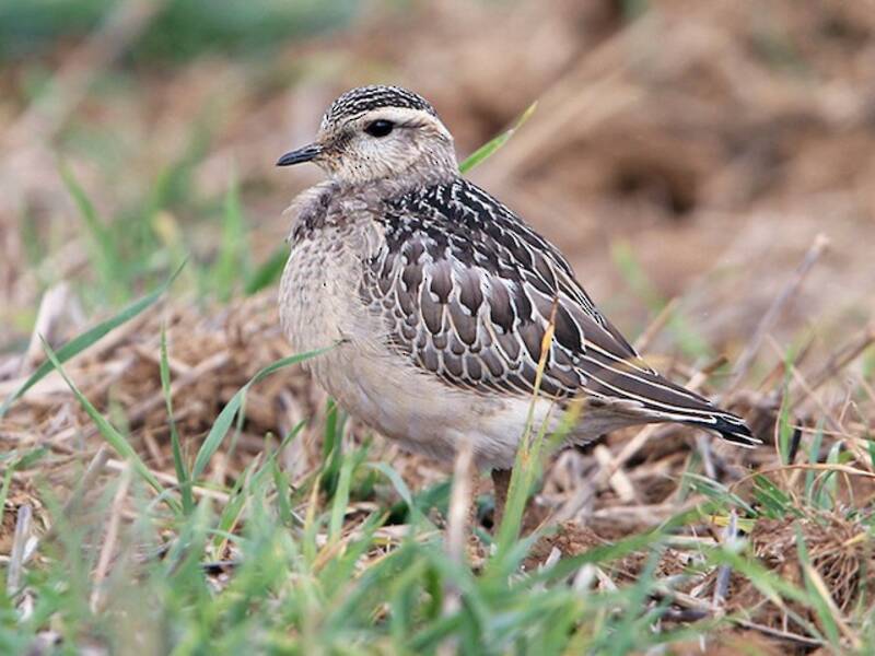 Eurasian Dotterel, Photos 3